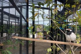 Kebun binatang mini Romokalisari dilengkapi satwa burung