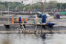Petambak udang Indramayu beralih budi daya rumput laut