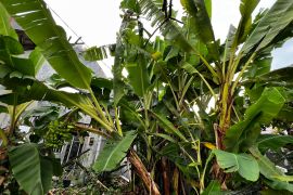 Buah pisang tumbuh dari dalam batang adalah proses alamiah