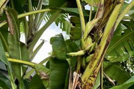 Pisang tumbuh dari dalam batang, Pakar Ubaya sebut proses alamiah