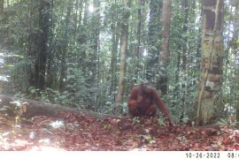 Orang utan untuk pertama kali terekam kamera di Cagar Alam Pararawen
