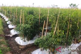 Distan Buleleng salurkan bantuan bibit cabai untuk tekan inflasi