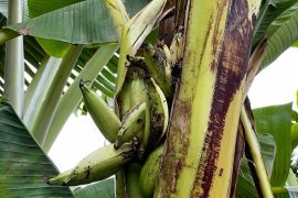 Fenomena buah pisang tumbuh dari dalam batang adalah proses alamiah
