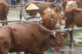 Waspada wabah virus LSD