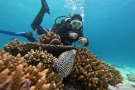 Usai pandemi COVID, Wisata selam Sabang menggeliat