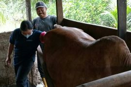 Program Desa Korporasi Sapi di Penajam  tercapai 119 persen