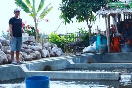 Indra Sukmana sukses budidaya ikan berkat EM4