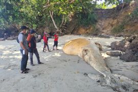 25 kejadian mamalia terdampar di wilayah timur Indonesia di tahun 2022