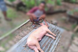 Pemkab Kupang ingatkan warga jaga kebersihan kandang cegah flu babi
