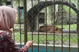 Kebun Bintang Taman Rimba Jambi dikunjungi 1.600 wisatawan selama libur Imlek