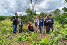 Petani Desa Samustida Teluk Keramat targetkan jadi sentra kopi di Sambas