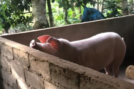 GUPBI usul pemerintah manfaatkan babi sebagai solusi tekan sampah