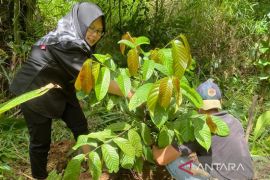 Taman Biodiversitas Lembah Bukit Manjai ditanami pohon ulin yang langka di alam