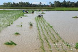 Tanah Bumbu siap jadi daerah penyangga pangan di ibu kota baru
