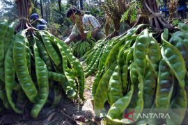 Tiga varietas lokal Aceh berhasil dilepas jadi unggulan nasional, ada kopi dan jengkol