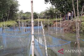 DKP Bangka Barat latih budi daya udang vaname air tawar