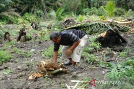 Gajah Sumatera masuk dan rusak kebun warga Pekanbaru Page 2 Small