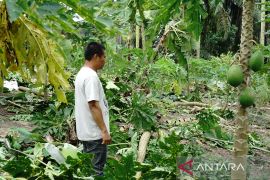 Gajah Sumatera masuk dan rusak kebun warga Pekanbaru Page 3 Small