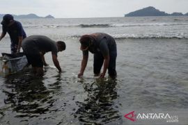 BKIPM Jambi bersama kepolisian selamatkan 6.100 benih lobster tahun 2022