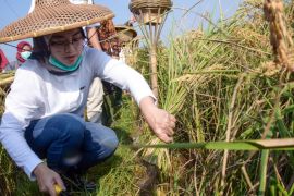Pemkab Purwakarta dan DPRD sepakat lindungi areal pertanian dari ancaman alih fungsi lahan