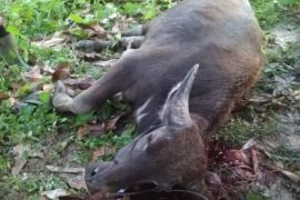 Cegah penyakit ngorok di Madina, Dinas Pertanian maksimalkan penyuntikan vaksin