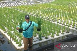 BPP Lampihong gunakan inovasi padi apung untuk hindari banjir