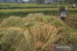 Petani Kurangi Lahan Garapan karena Keterbatasan Pupuk  Page 2 Small