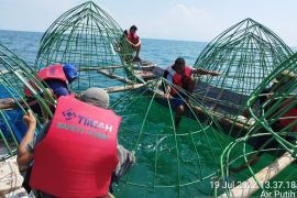 Coral Garden, Upaya PT Timah Tbk Menjaga Ekosistem Terumbu Karang dan Mendukung Wisata Bawah Laut