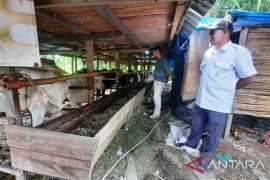 PMK mewabah, Populasi ternak sapi di Pariaman anjlok