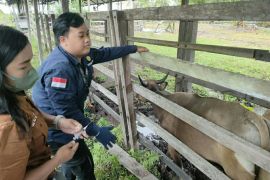 Distan Kabupaten PPU Kaltim optimistis vaksin  10.000 ekor sapi
