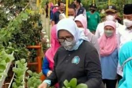 Pemprov DKI dan Bank DKI kembangkan budidaya hidroponik di rusun