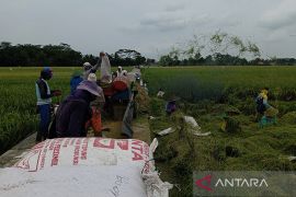 Sebagian wilayah Cilacap masuki masa panen padi