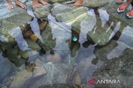 Memancing Belut Laut di Pantai Teluk Palu Page 1 Small