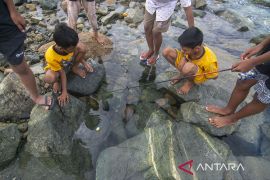 Memancing Belut Laut di Pantai Teluk Palu Page 2 Small