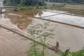 Pacu produksi, Distanpan Abdya percepat tanam padi rendengan