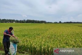 Aceh Besar targetkan bisa produksi 10 ton padi per hektare pada 2023