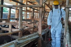 Peternak Sapi di Kabupaten Tangerang diminta waspadai penyakit LDS