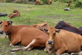 Kotabaru boosts cattle population through Sikomandan program