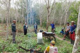 Disbunnak : Target program peremajaan karet 170 hektare