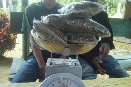 Satgas RI-PNG Yonif 132/BS tangkap dua pembawa ganja 500 gram