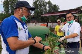 ASEM produksi beras Kalbar 2022 sebanyak 535,123 ton