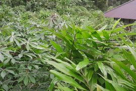 Hadapi krisis ekonomi, Bupati Sitaro ajak warga giat menanam