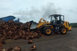 Koperasi Sawit Makmur satu-satunya yang punya kebun dan pabrik sendiri