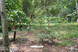 Pemkab Lebak konservasi  lahan kritis melalui gerakan tanam