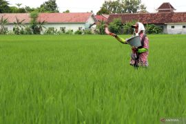 BRIN kembangkan metode produksi pupuk nitrogen ramah lingkungan