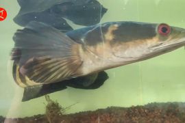 Perlu regulasi KKP agar ikan hias channa marulioides tetap lestari