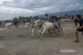 Karapan Sapi Tradisional di SIgi Page 1 Small