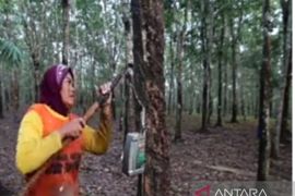 Pemprov Kalsel buat inovasi "Bang Sibun Bakaret" untuk sejahterakan petani karet