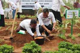 Kemarin, Pemprov Lampung lakukan penanaman bibit buah secara serentak