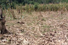 Tangani konflik satwa dan manusia, BKSDA Aceh turunkan tim